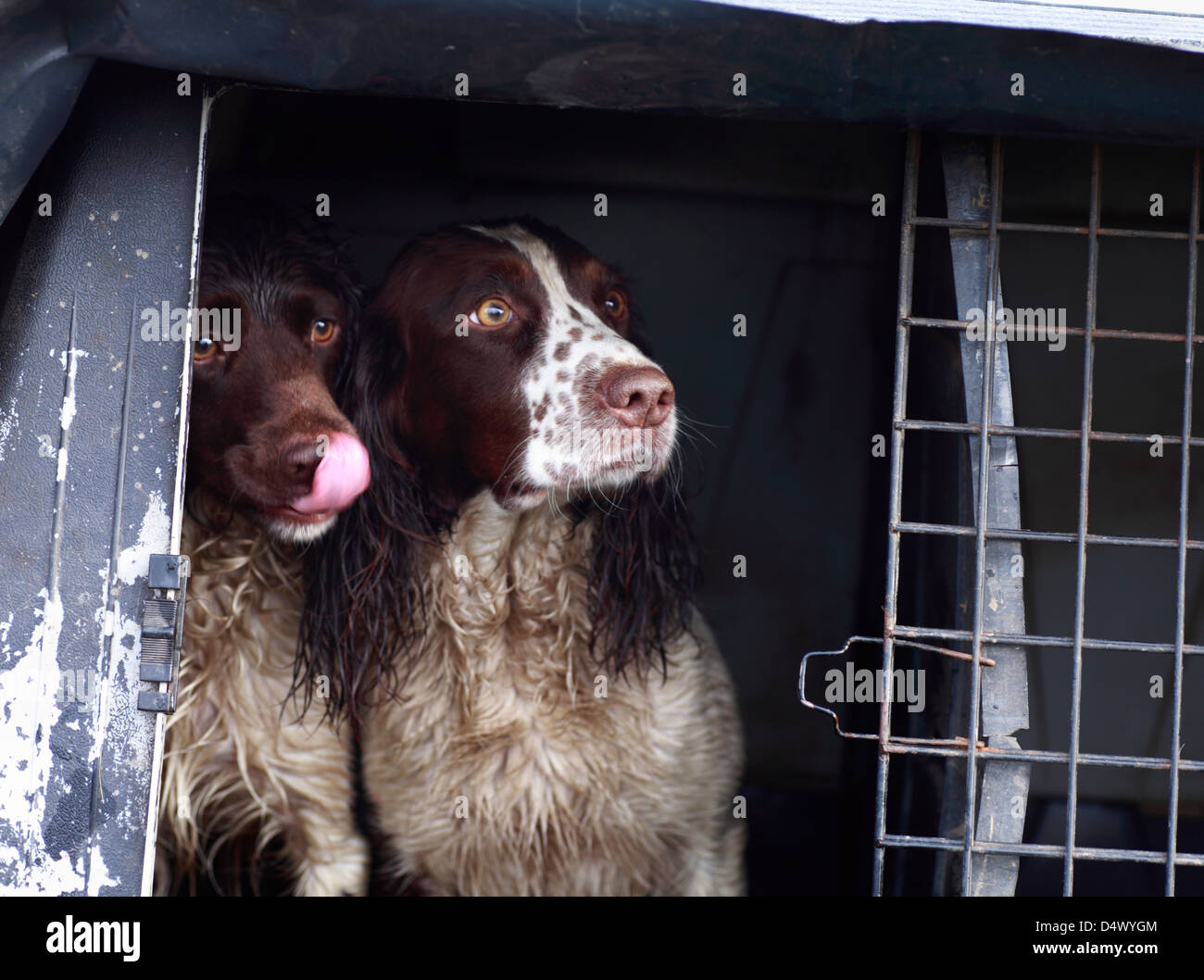 Spaniels at work on a pheasant shoot in Norfolk. Stock Photo