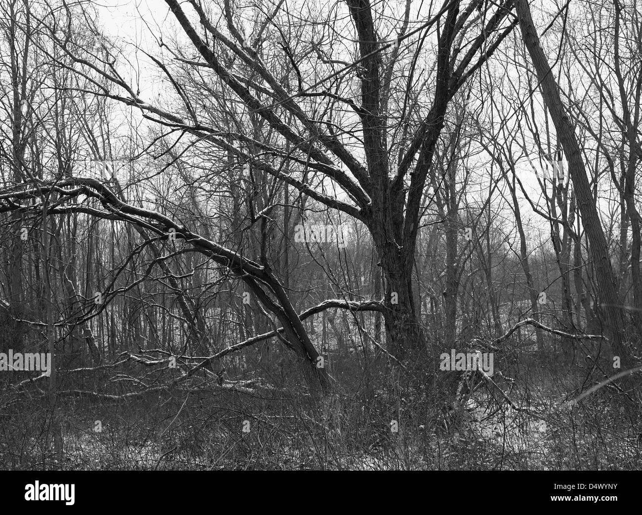 Trees woods black and white hi-res stock photography and images - Alamy