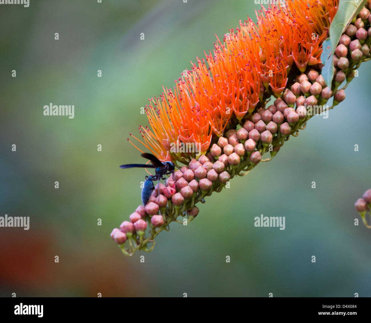 monkey brush vine (Combretum rotundifolium Stock Photo - Alamy