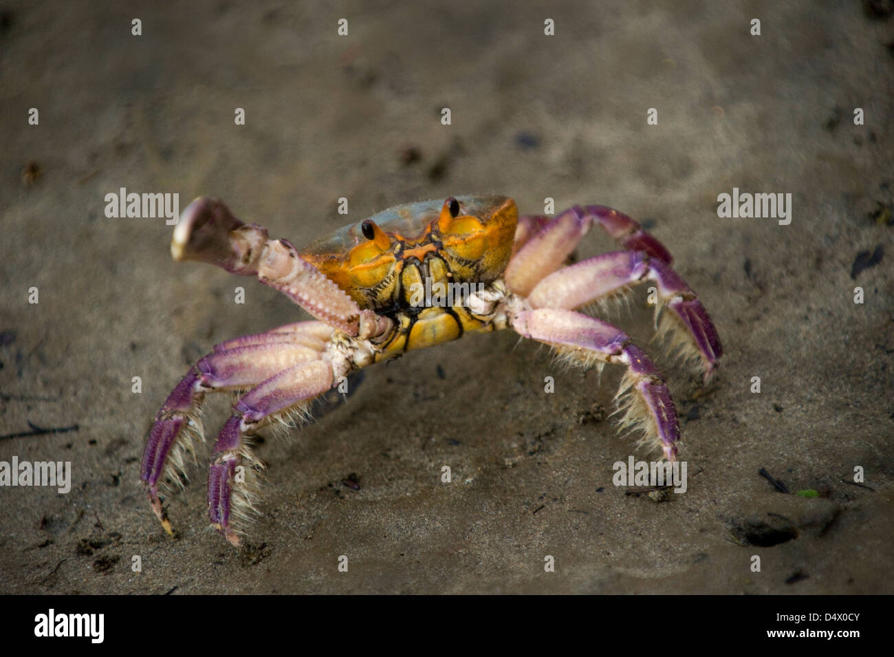 Land crab Stock Photo