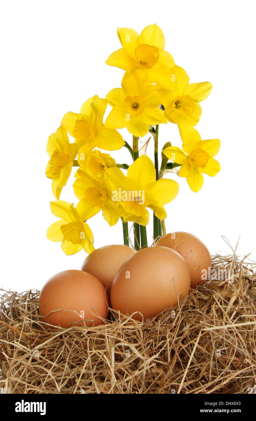 Easter theme eggs in straw and golden yellow daffodil flowers Stock Photo