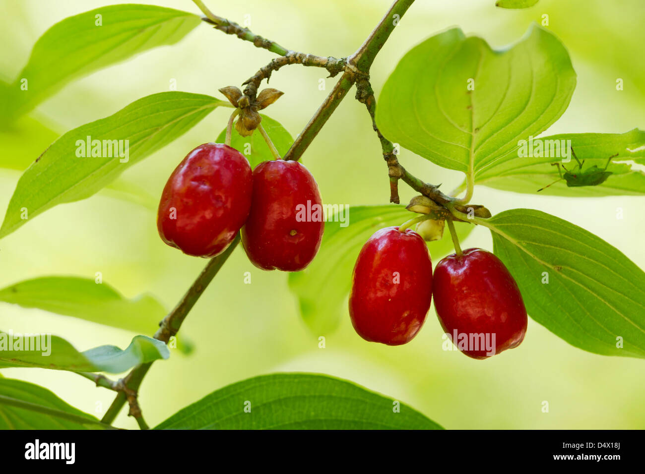 Cornelian Cherry (Cornus mas) fruit Stock Photo