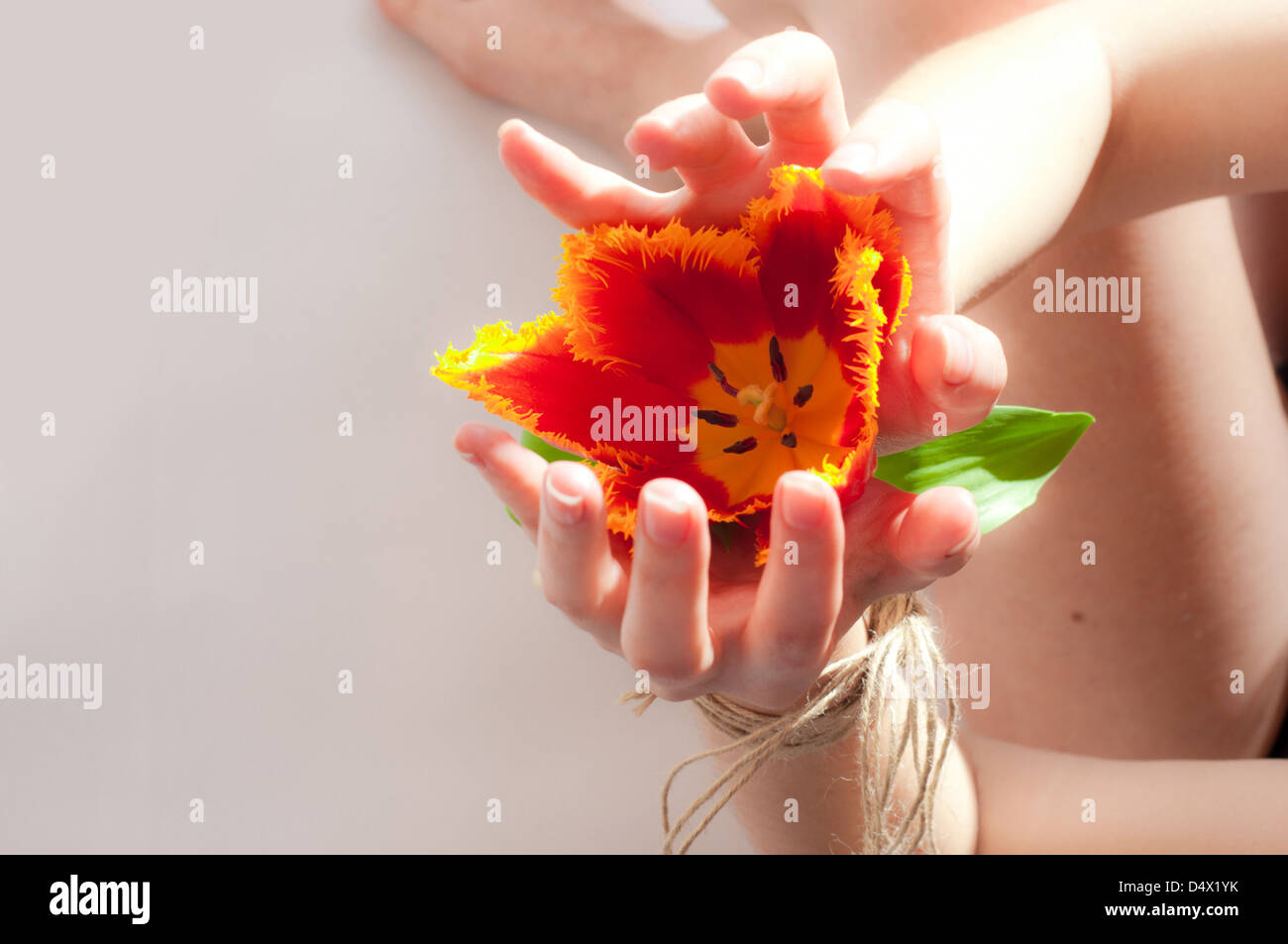 The opened female hands connected by an old rope with a red tulip ...