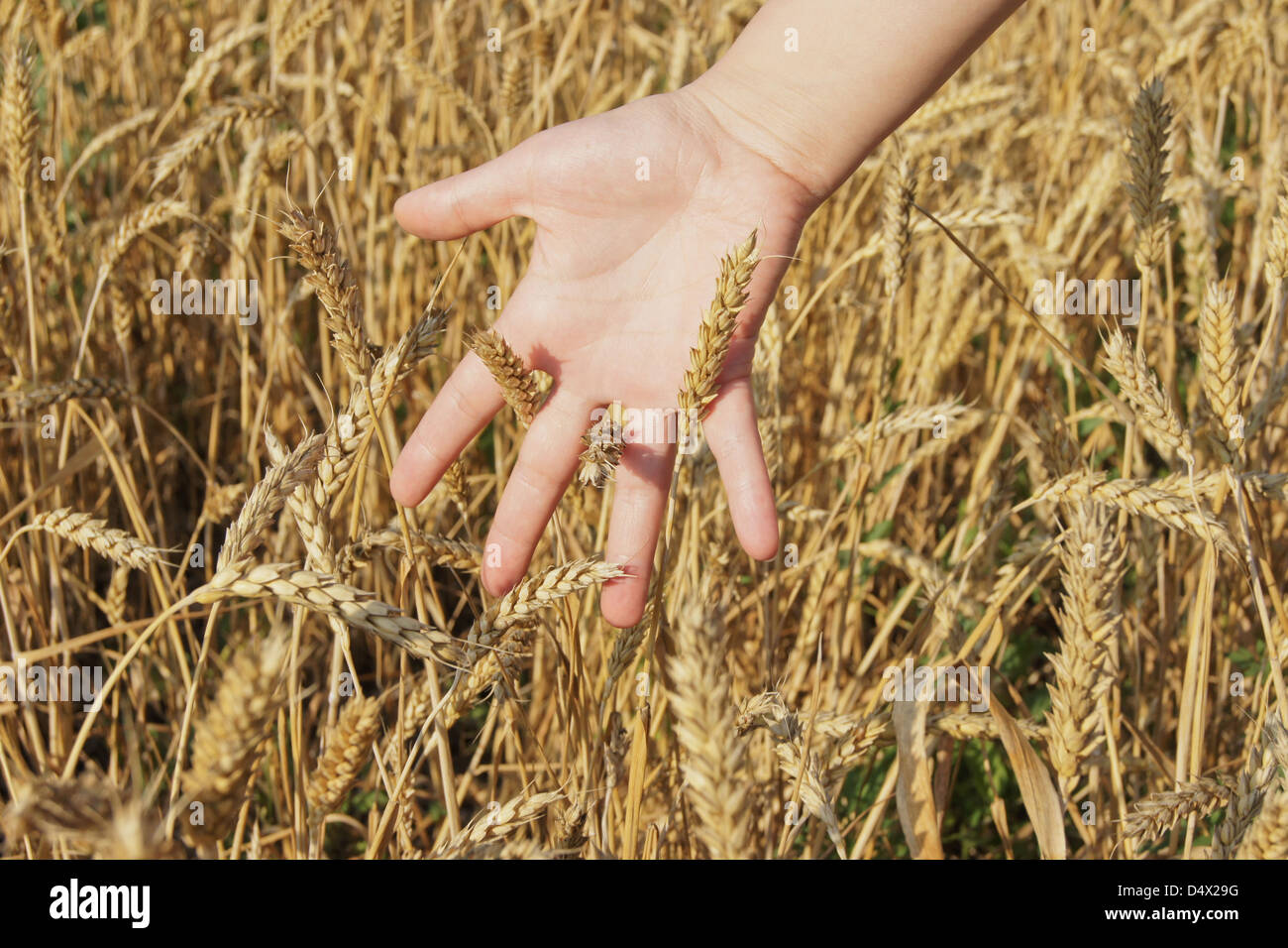 the hand of the person touches wheat cones in a big field in a sunny day Stock Photo