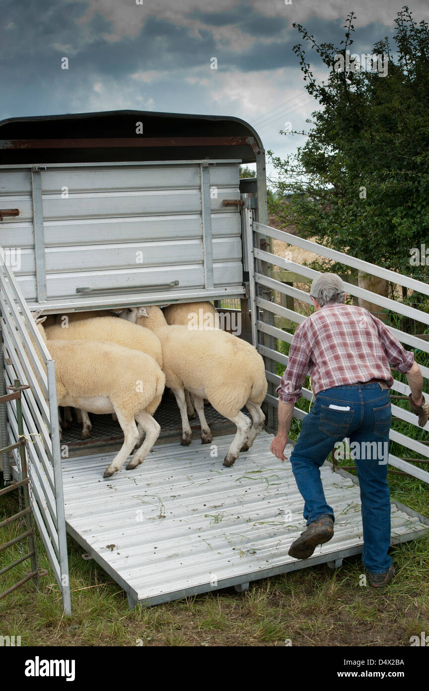 Farmer loading sheep into livestock trailers at Thame sheep fair 2012