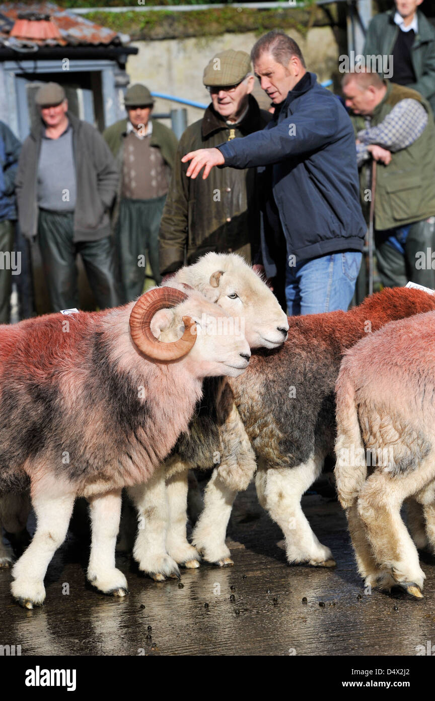 Herdwick tups being judged at annual ram sale, Broughton in Furness, Cumbria, UK. Stock Photo