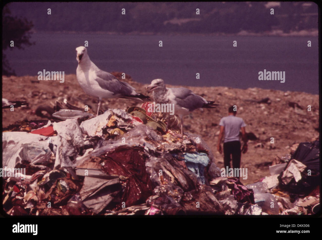 Seagulls Scavenge at Croton Landfill Operation along the Hudson River