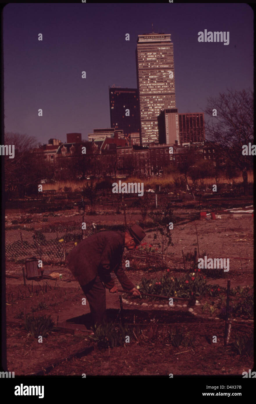 City Farmer Tends His Garden in the Fenway, Administered by 600-Member Fenway Civic Association. Four Hundred Twenty-Five Personal Gardens Are Tilled on These Five Acres in Metropolitan Boston 04/1973 Stock Photo