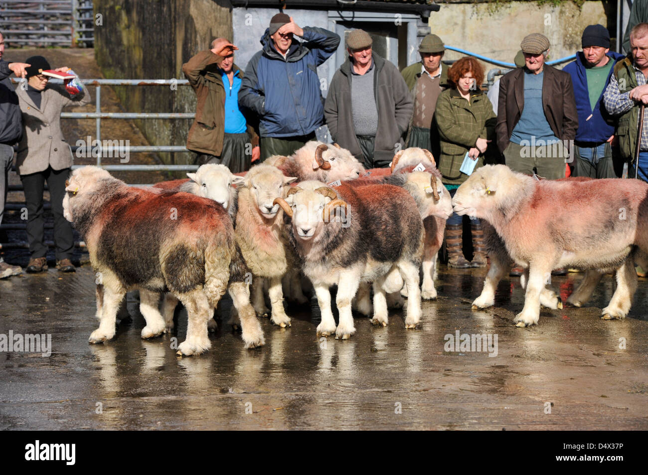Herdwick tups being judged at annual ram sale, Broughton in Furness, Cumbria, UK. Stock Photo