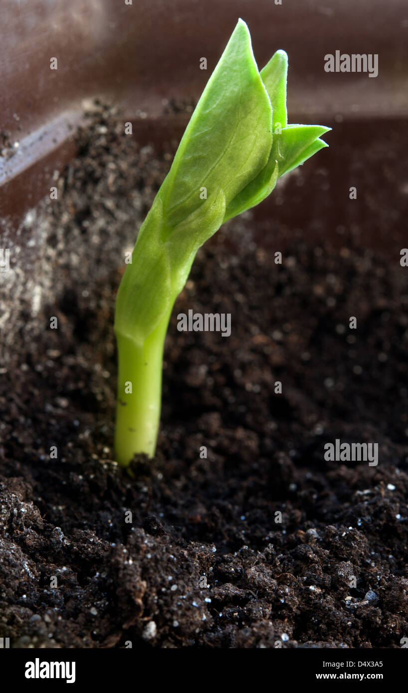 new plant growing from the soil Stock Photo
