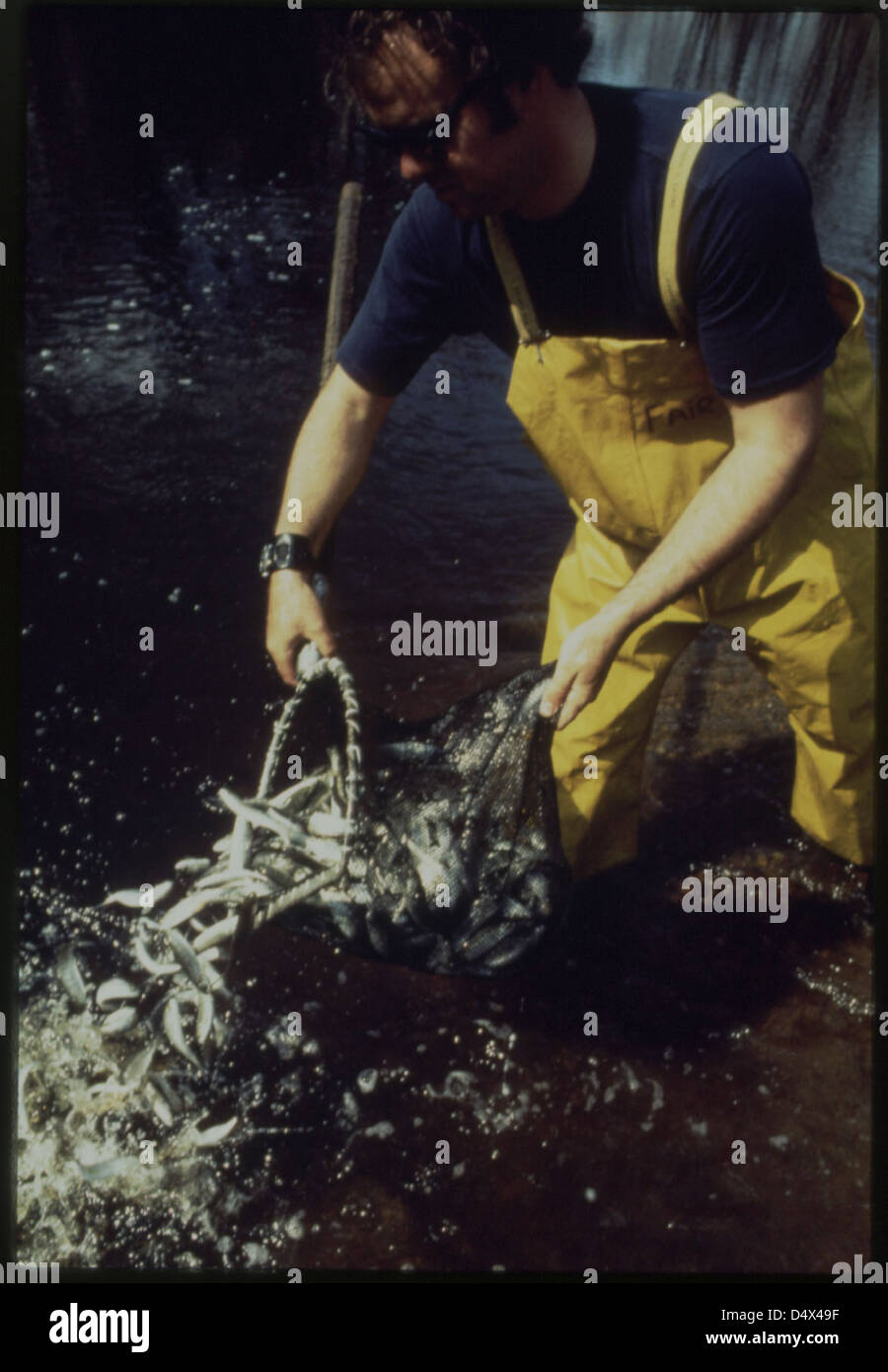 Massachusetts Division of Marine Fisheries Is Responsible for Stocking the North River with These Pacific Coast 'Cohoe' Salmon . . . 04/1973 Stock Photo
