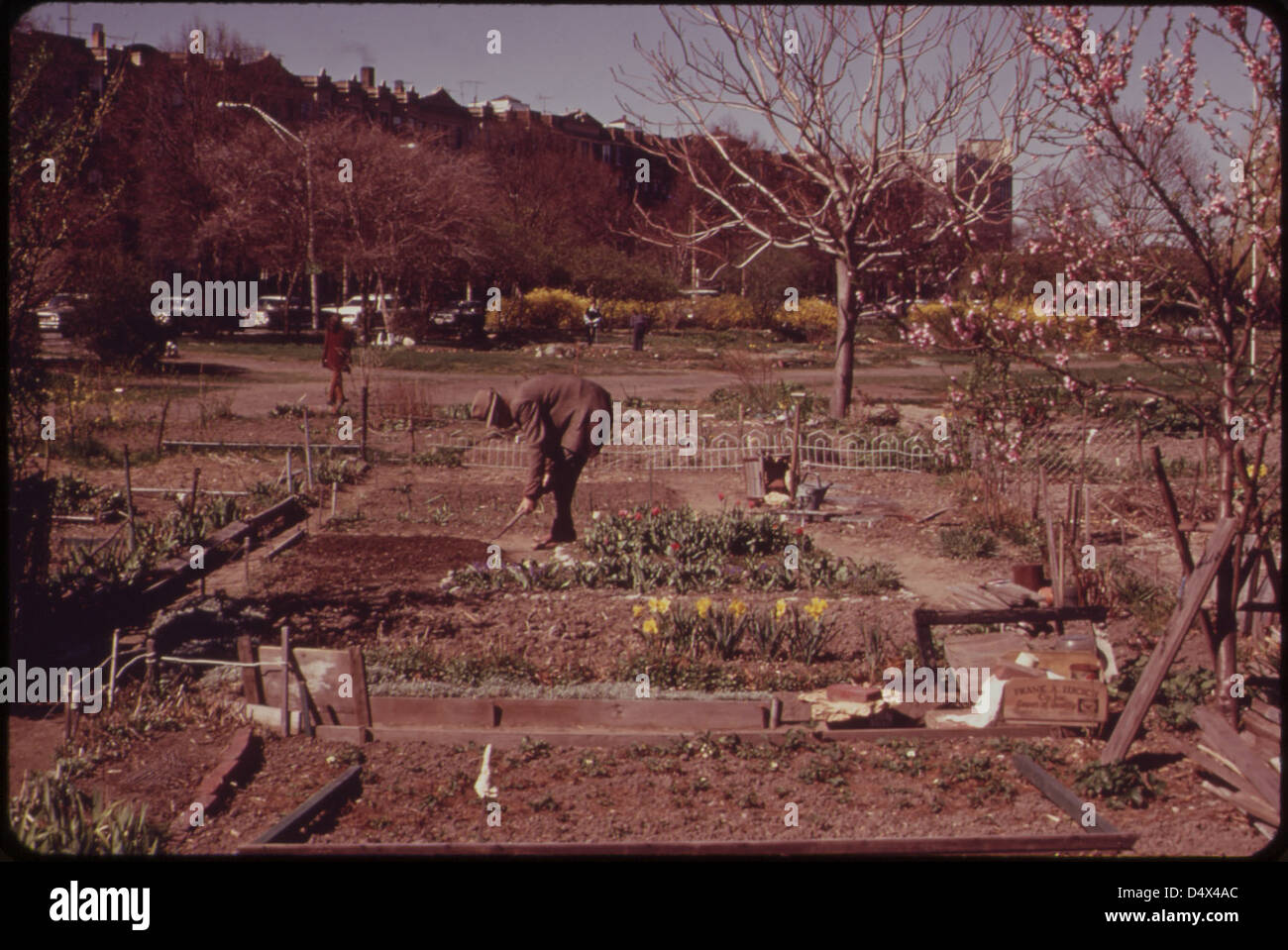City Farmer Tends Garden in the Fenway, Administered by the 600-Member Fenway Civic Association. Four Hundred Twenty-Five Personal Gardens Are Tilled on These Five Acres in Metropolitan Boston 05/1973 Stock Photo