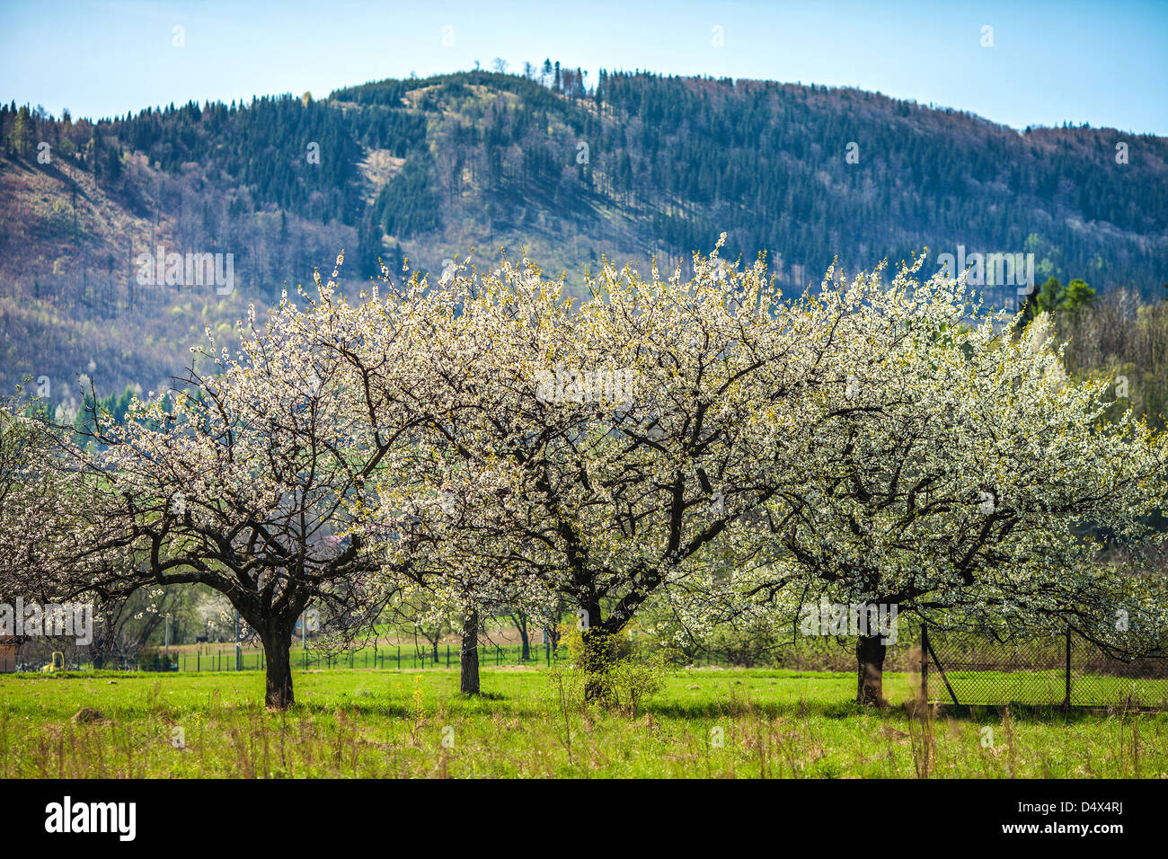 Flowers trees mountains hi-res stock photography and images - Alamy