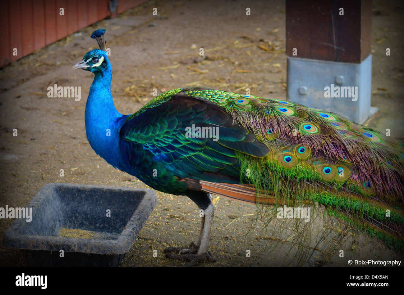 Beautiful colourful peacock feeds hi-res stock photography and images -  Alamy, image size:1300x951