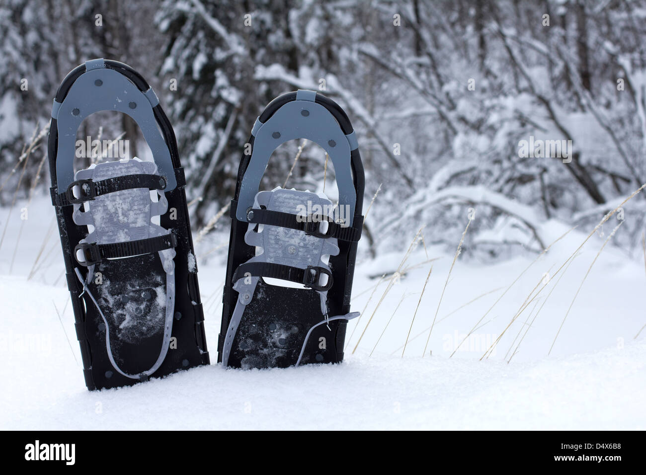 snow shoes in the snow Stock Photo Alamy