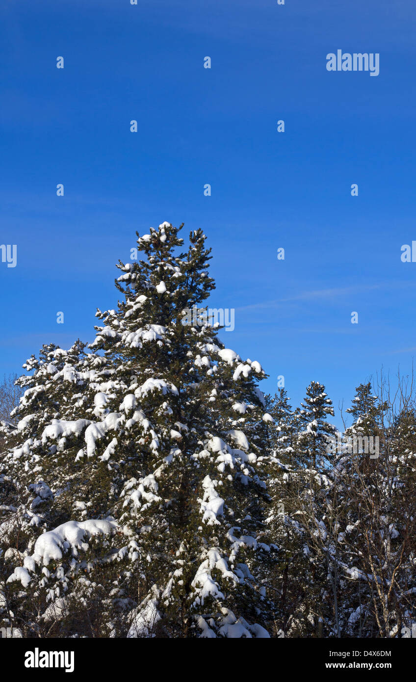 snowy pine tree Stock Photo