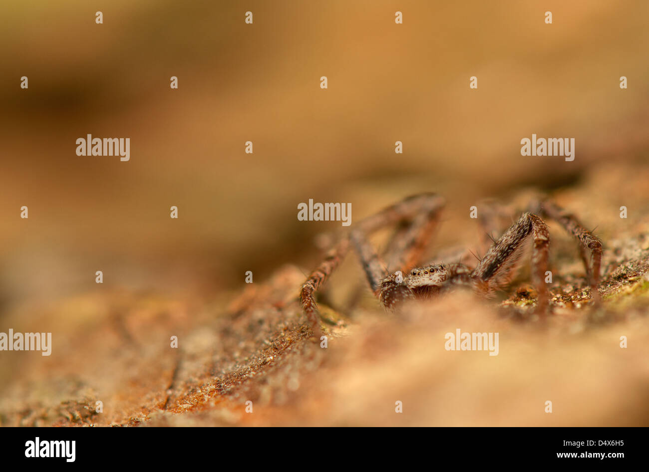 Spider Philodromus Stock Photo Alamy