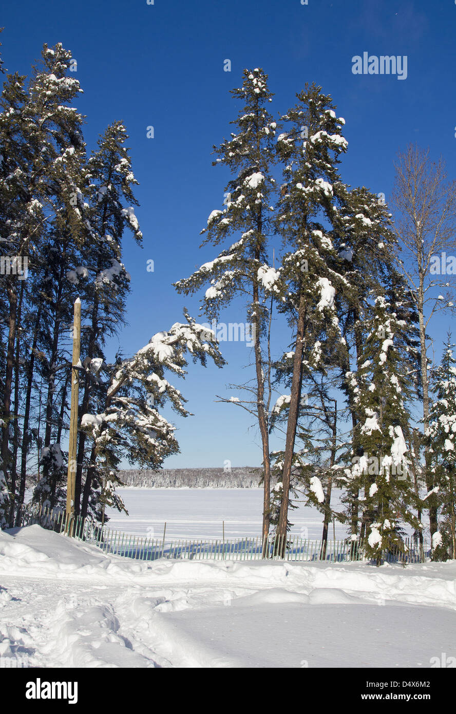 winter pine trees Stock Photo