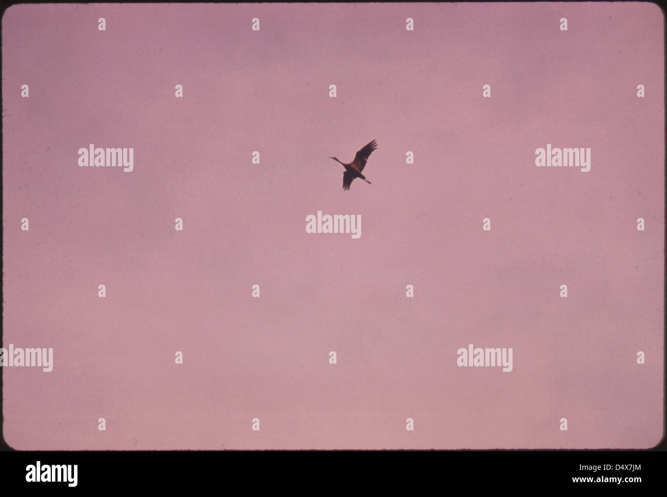 A Solitary Lesser Sandhill Crane with Wings Extended Flies Above the ...