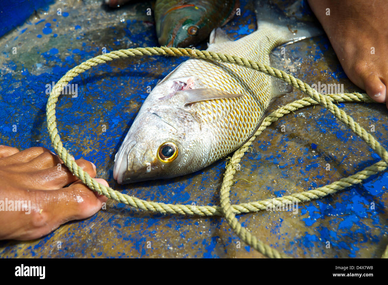 Fisherman fishing spear hi-res stock photography and images - Page 3 - Alamy