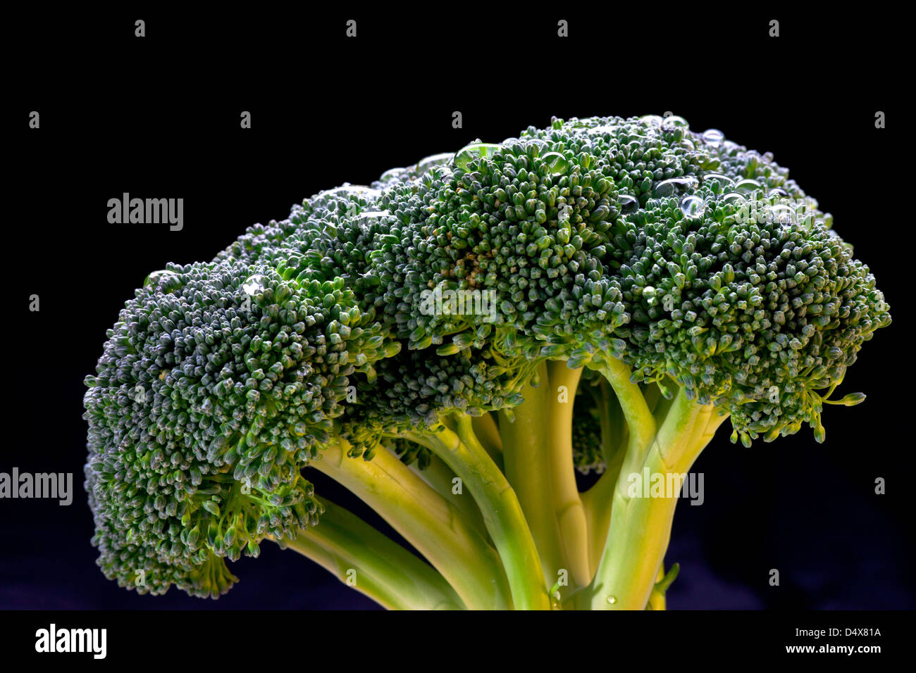 Head of broccoli Stock Photo Alamy