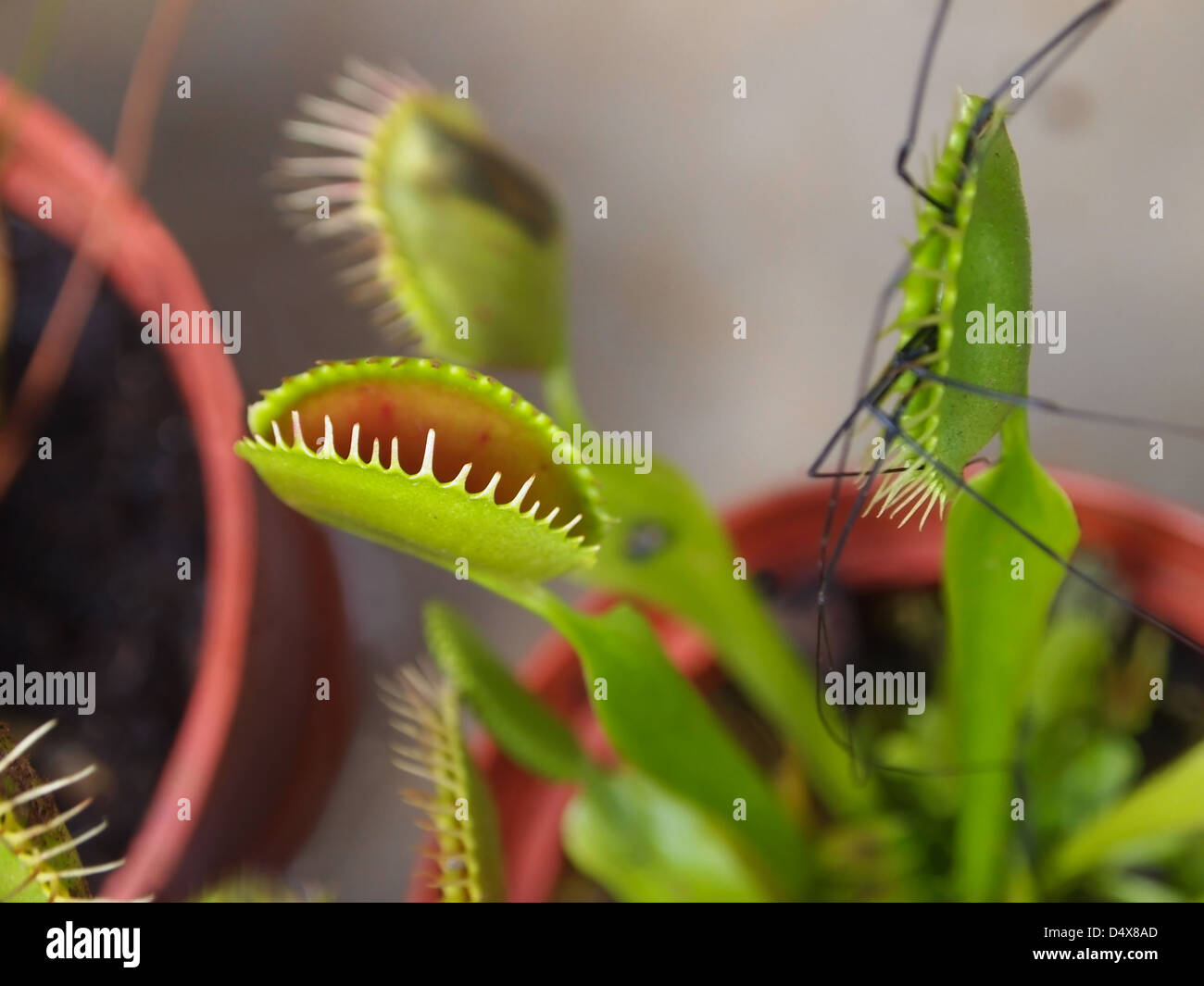 A venus fly trap has captured a spider and is beginning the digestion process. Stock Photo