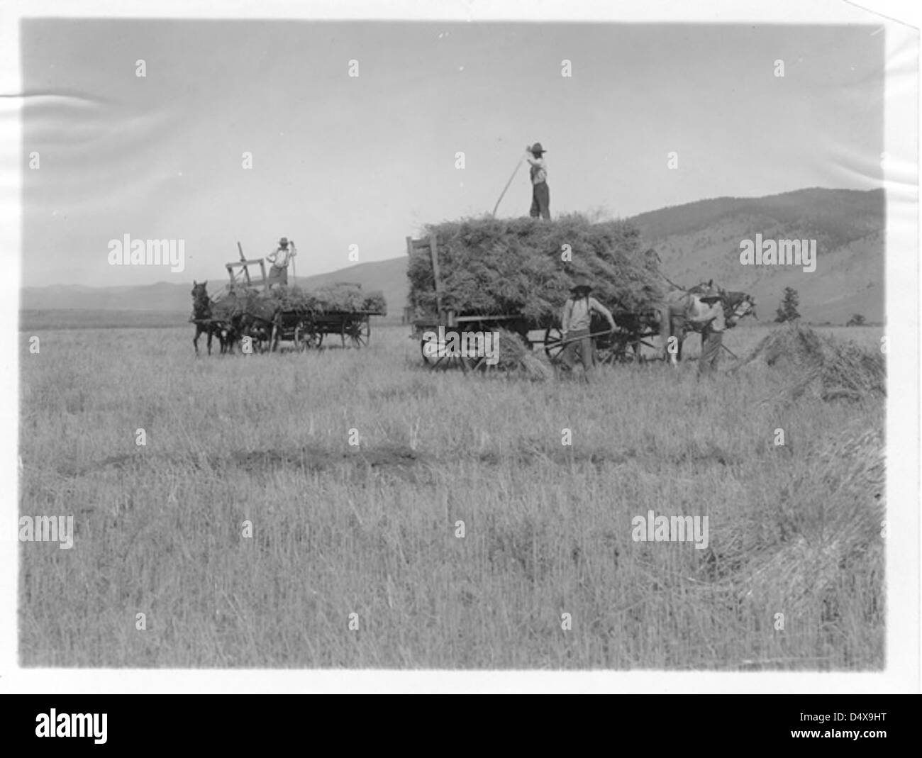 Two Wagons, Indians Gathering Grain Stock Photo