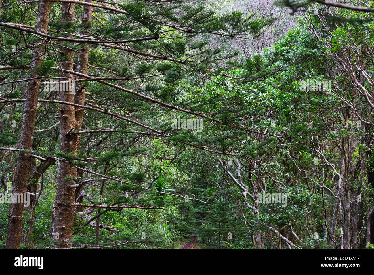 Norfolk Island National Park, Norfolk Island, Australia Stock Photo