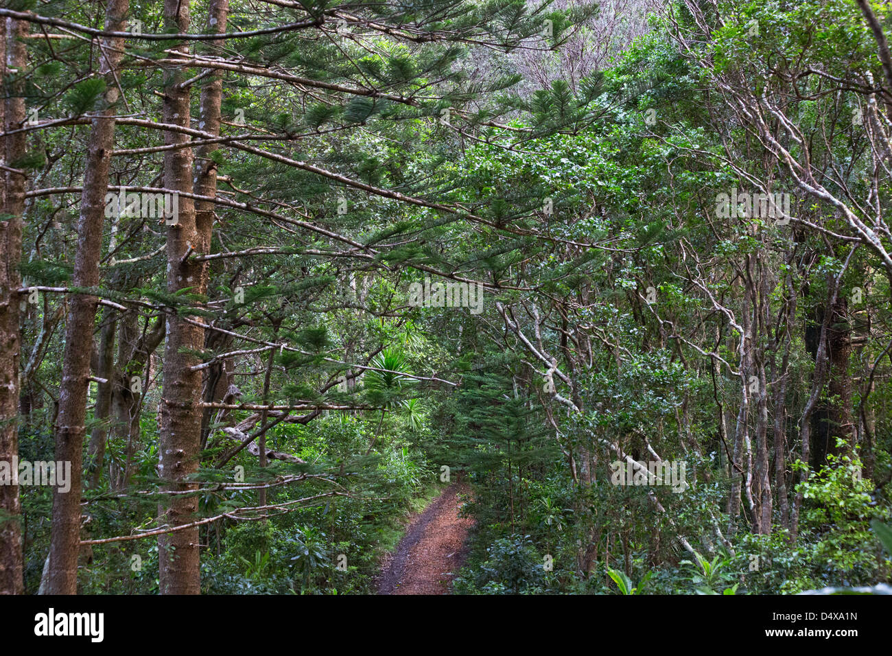 Walking track in Norfolk Island National Park, Norfolk Island, Australia Stock Photo