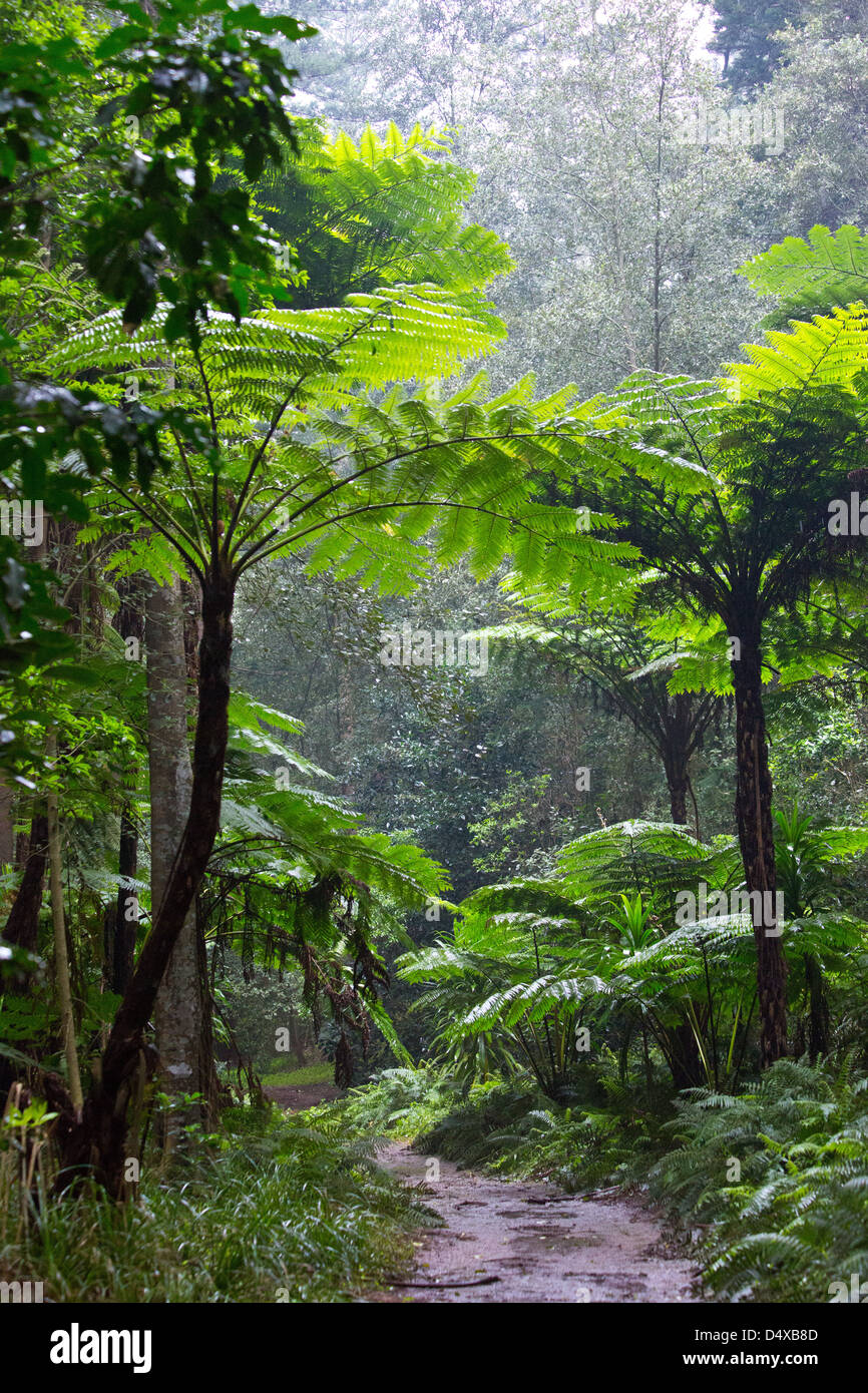 Tall Norfolk Tree Ferns in subtropical rainforest, Norfolk Island, Australia Stock Photo