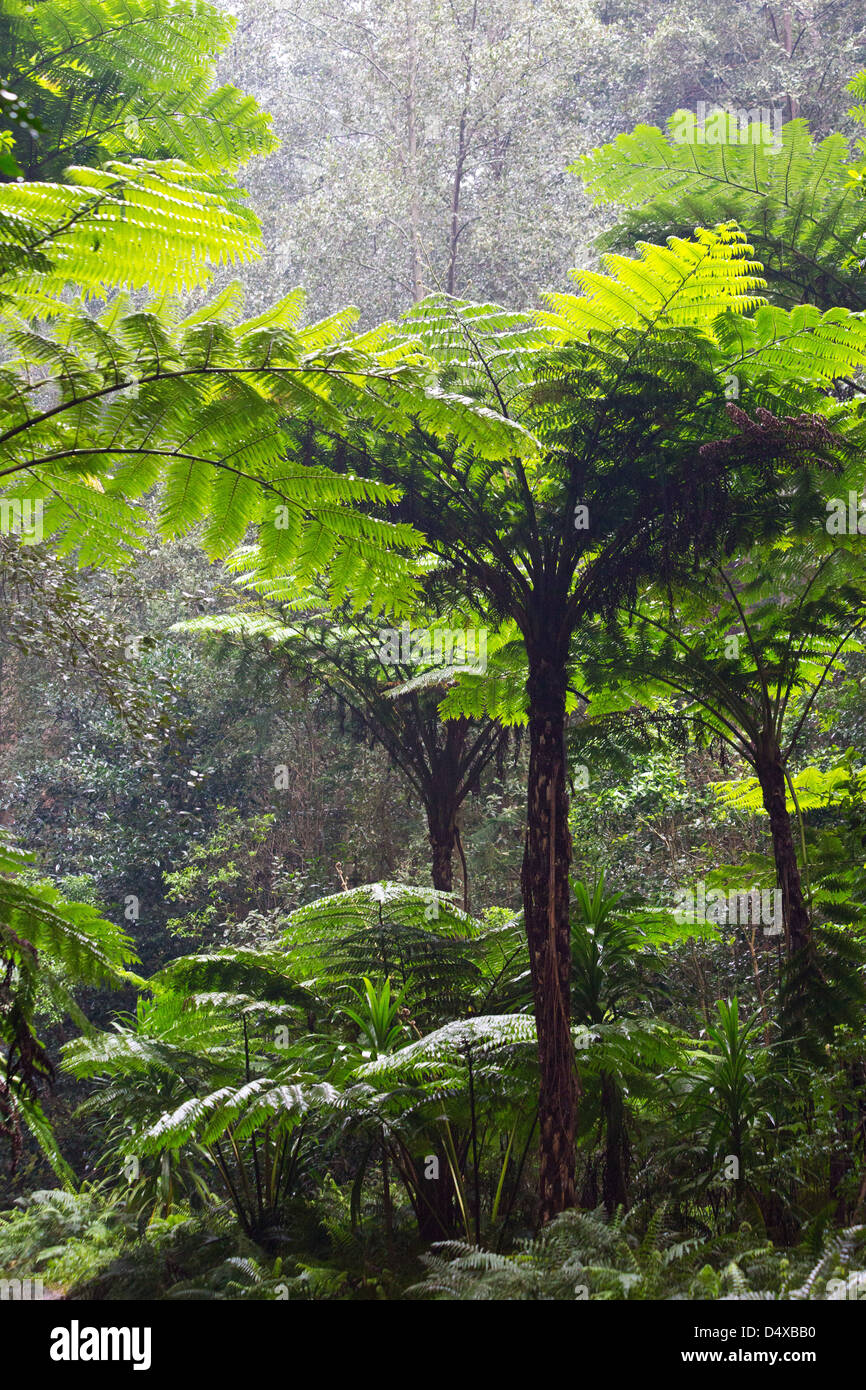 Tall Norfolk Tree Ferns in subtropical rainforest, Norfolk Island, Australia Stock Photo