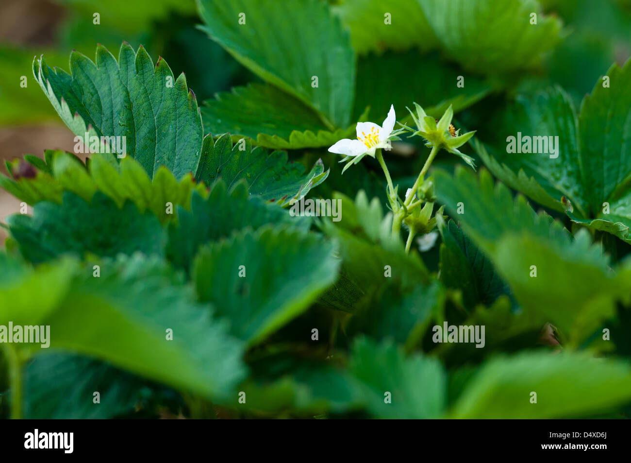 Strawberry Flowers on a huge Strawberry Field Stock Photo - Alamy