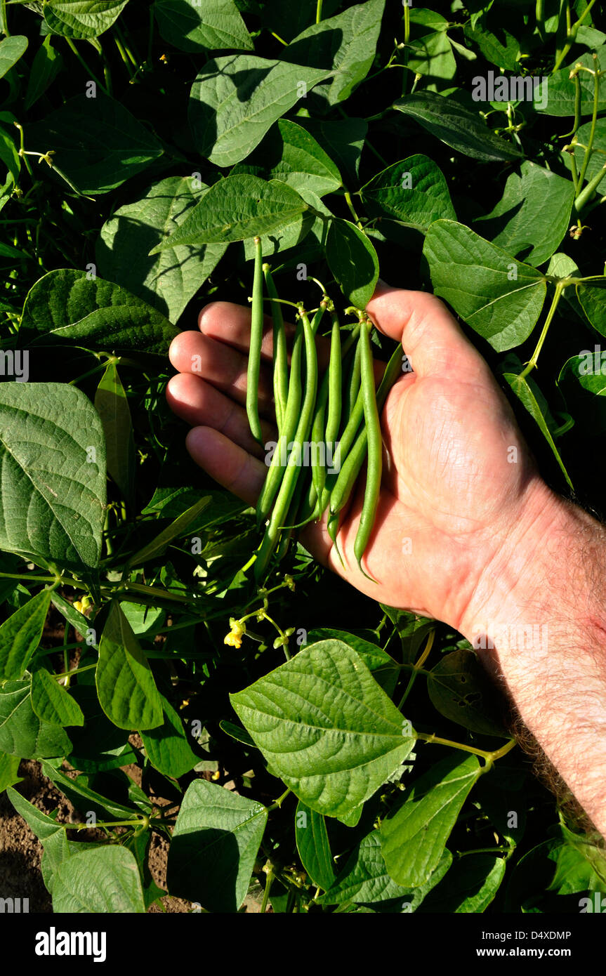 France and vegetalbe garden hires stock photography and images Alamy