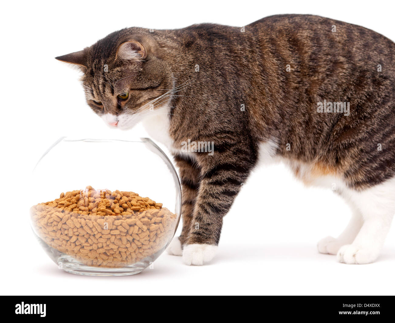 Можно кормить кошку разным кормом. Корм для кошек. Еда для котов. Кот питание. Натуральная еда для кошек.