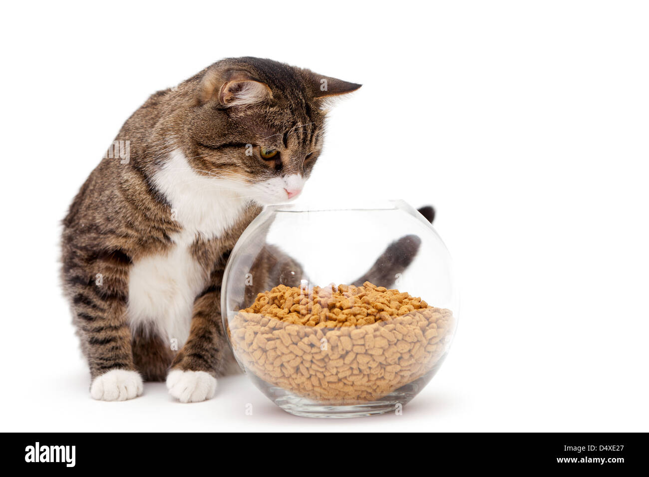 Striped, gray cat and a heap of dry food, isolated on white Stock Photo
