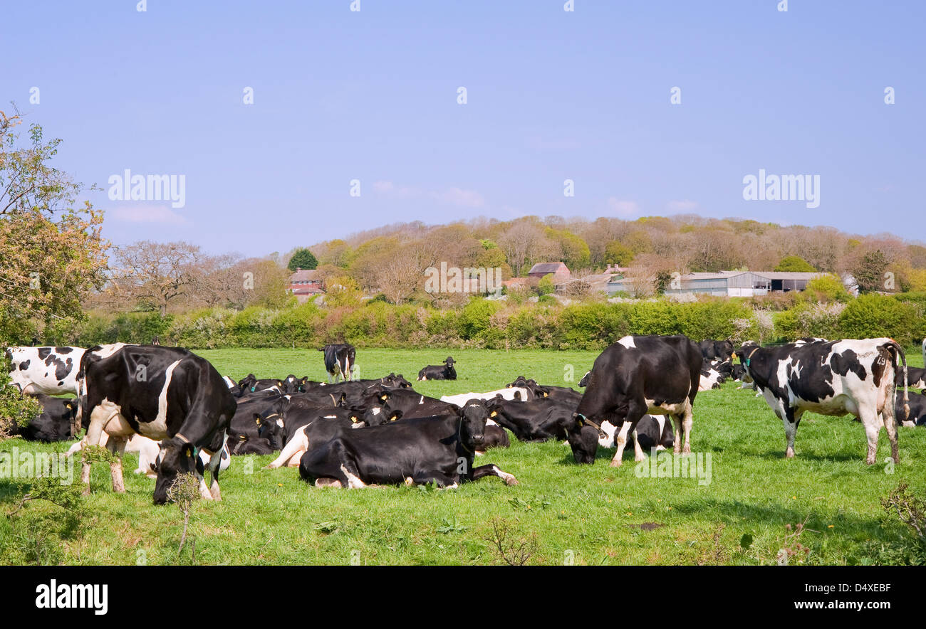 Cows grazing and relaxing on bright sunny day in meadow Stock Photo - Alamy