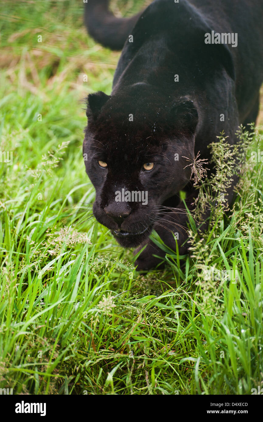 Black jaguar Panthera Onca prowling through long grass Stock Photo