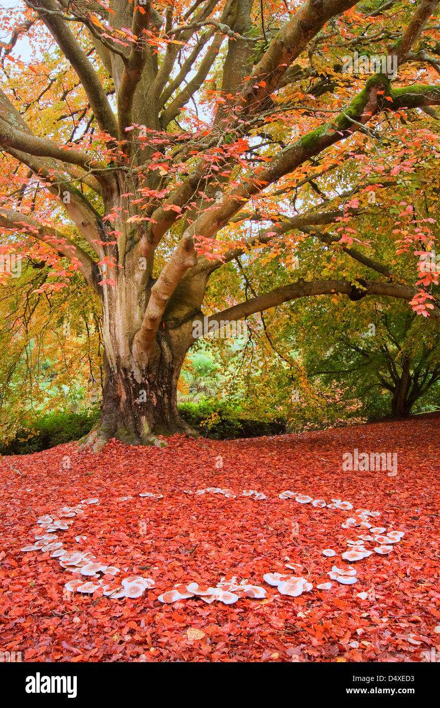 Beautiful image of Autumn Fall colors in nature of flora and foliage fairy ring of mushrooms Stock Photo