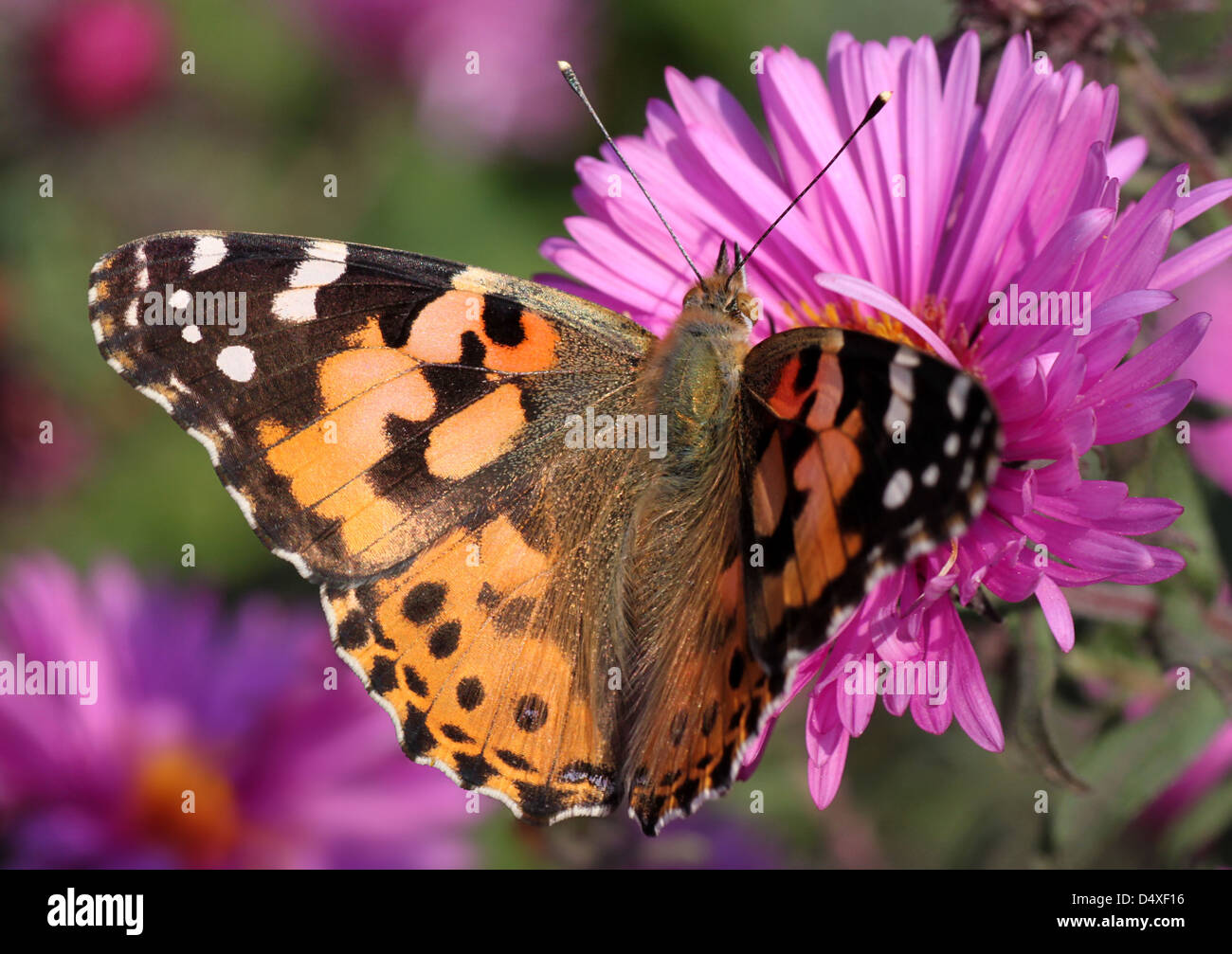 close up of Painted Lady butterfly on chrysanthemum Stock Photo