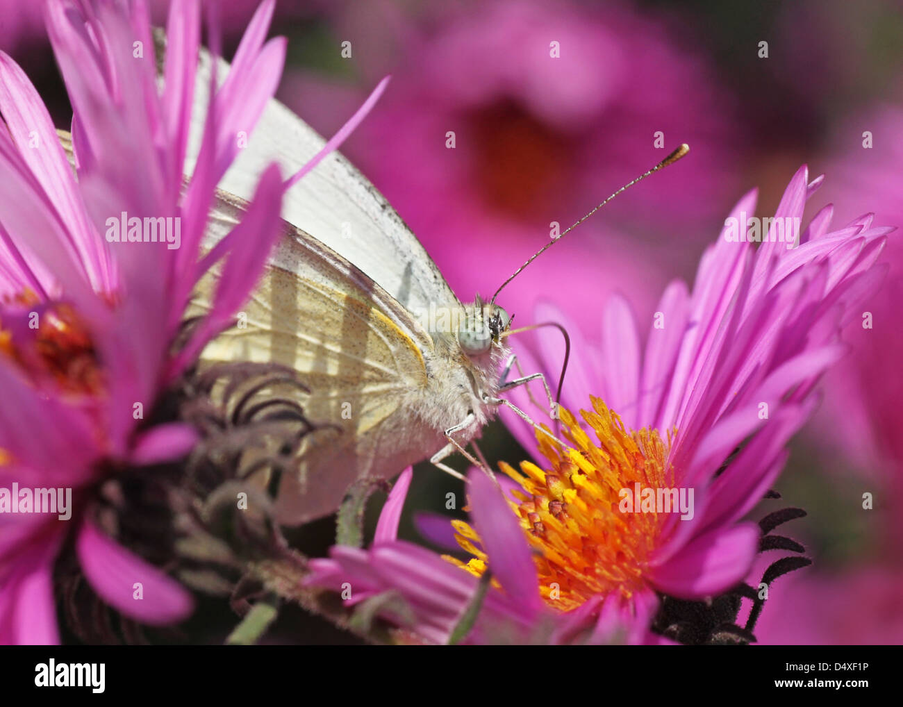 white cabbage butterfly in flowers (chrysanthemums Stock Photo Alamy