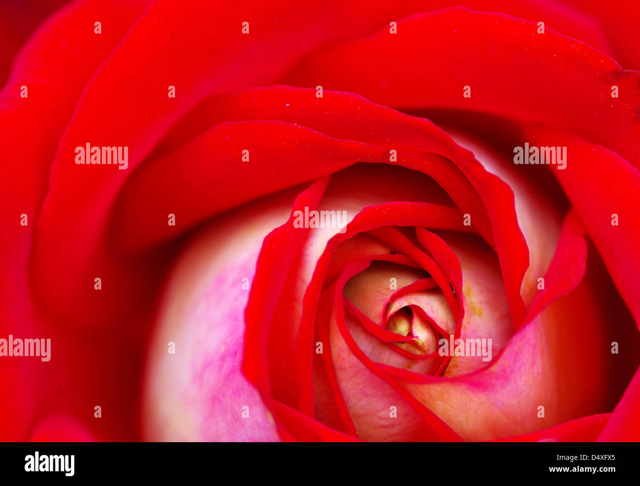 a close-up of a red rose Stock Photo - Alamy