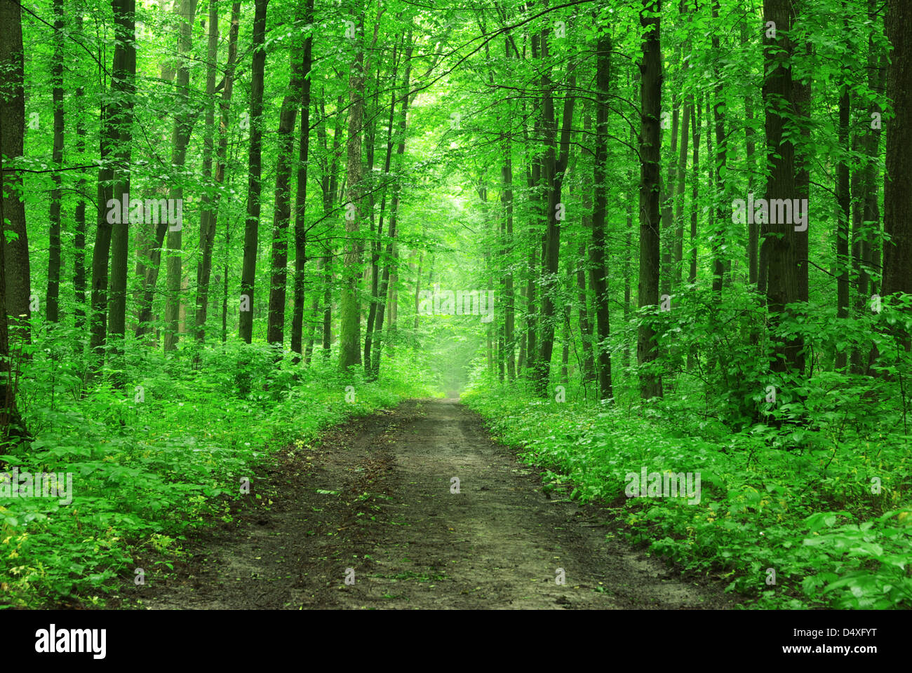 forest trees. nature green wood backgrounds Stock Photo - Alamy
