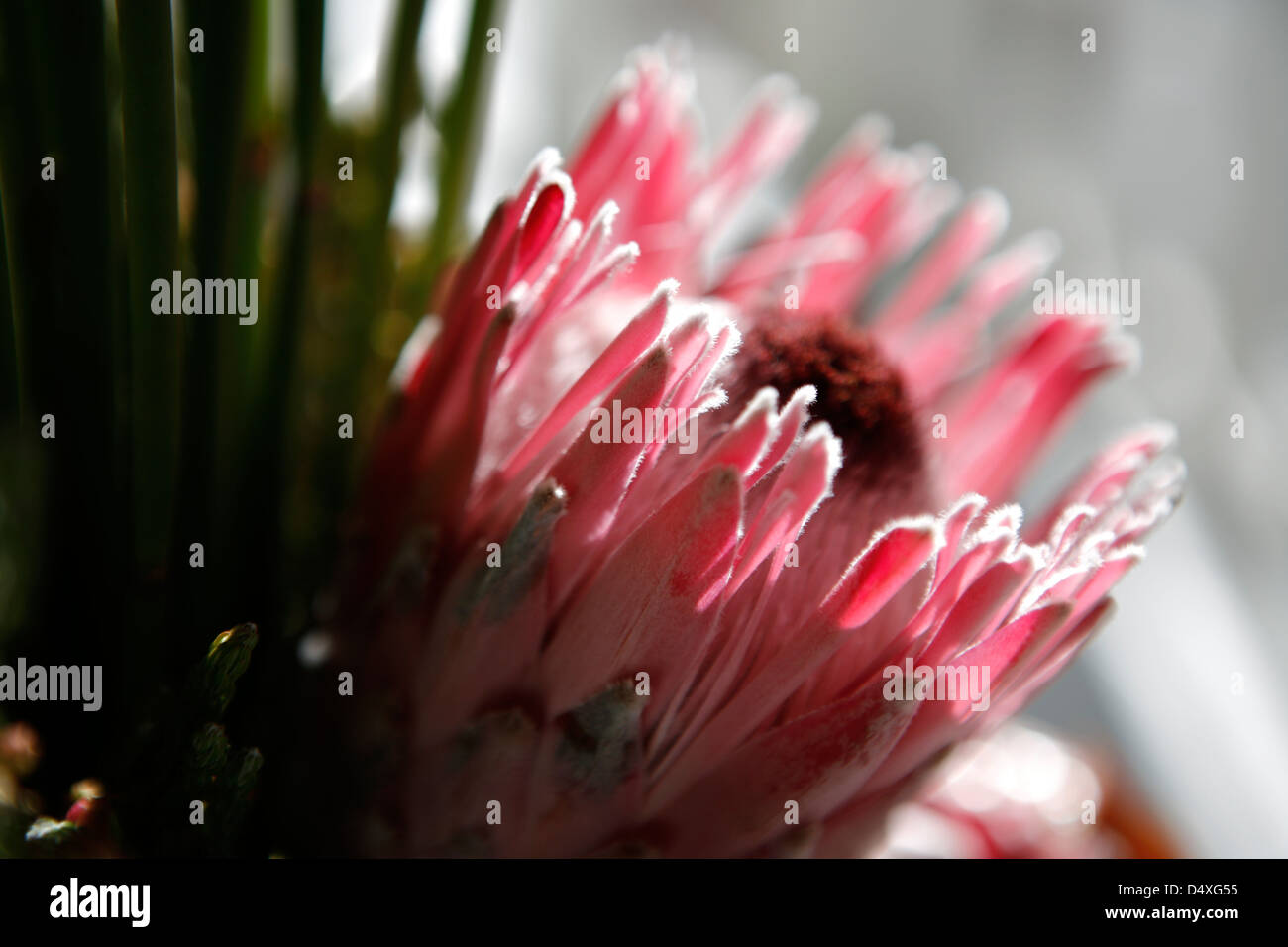 Protea pink ice flower Stock Photo Alamy