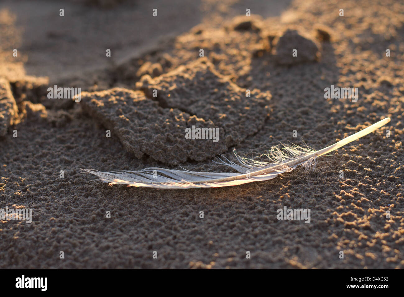 Image of a feather on the sand Stock Photo