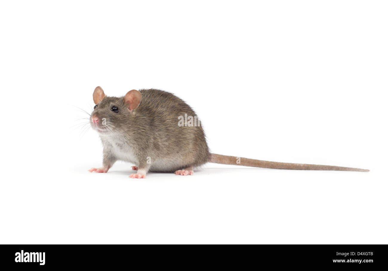 rat isolated on white background Stock Photo - Alamy
