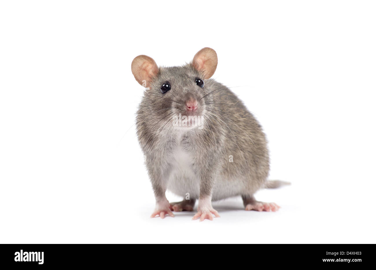 rat isolated on white background Stock Photo