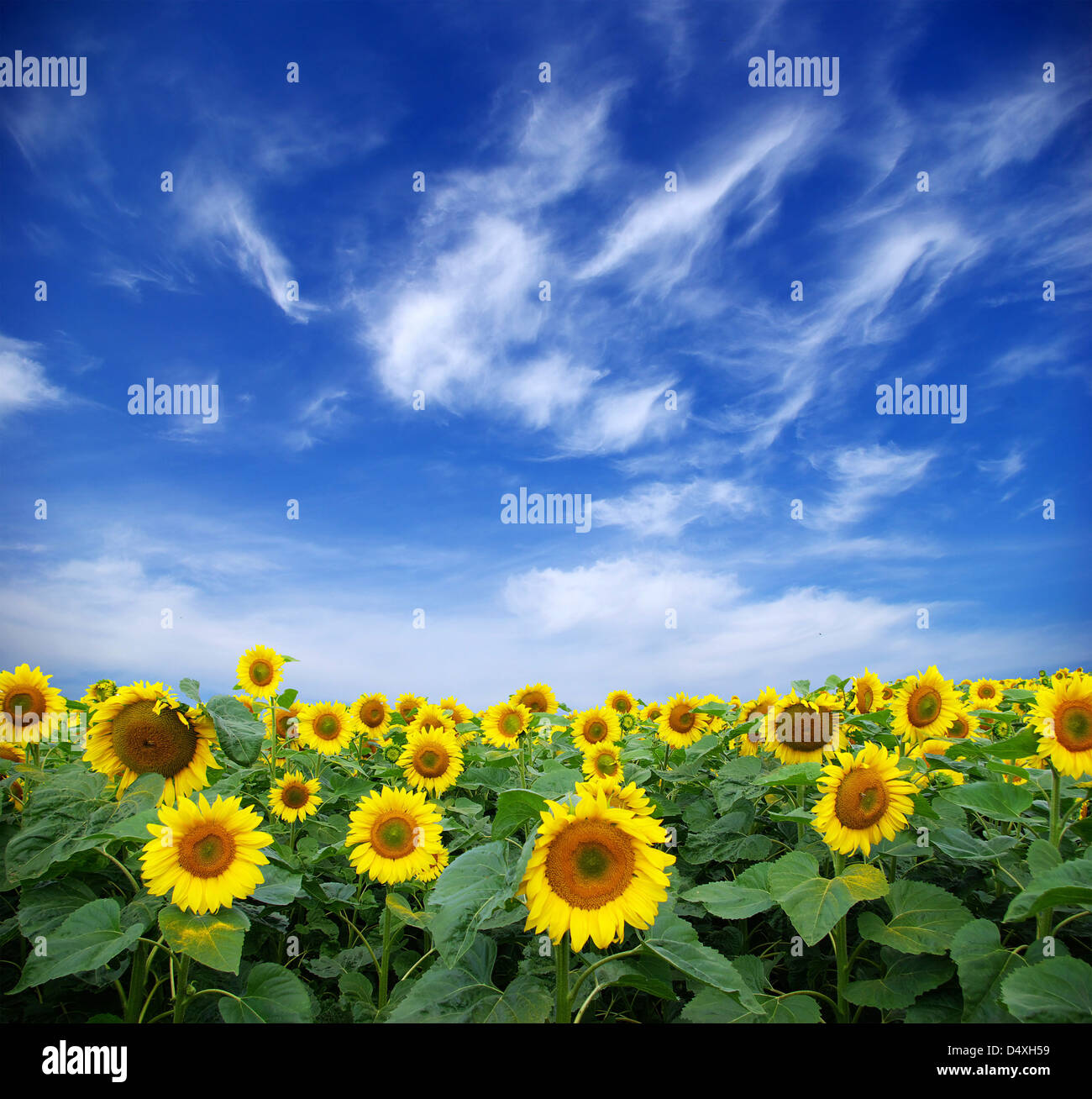 sunflower field over cloudy blue sky Stock Photo - Alamy