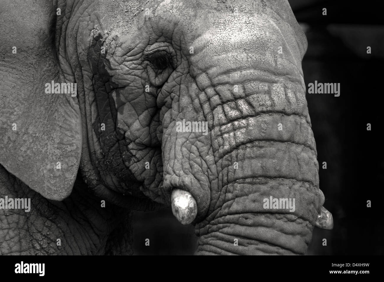 Elephant head Stock Photo