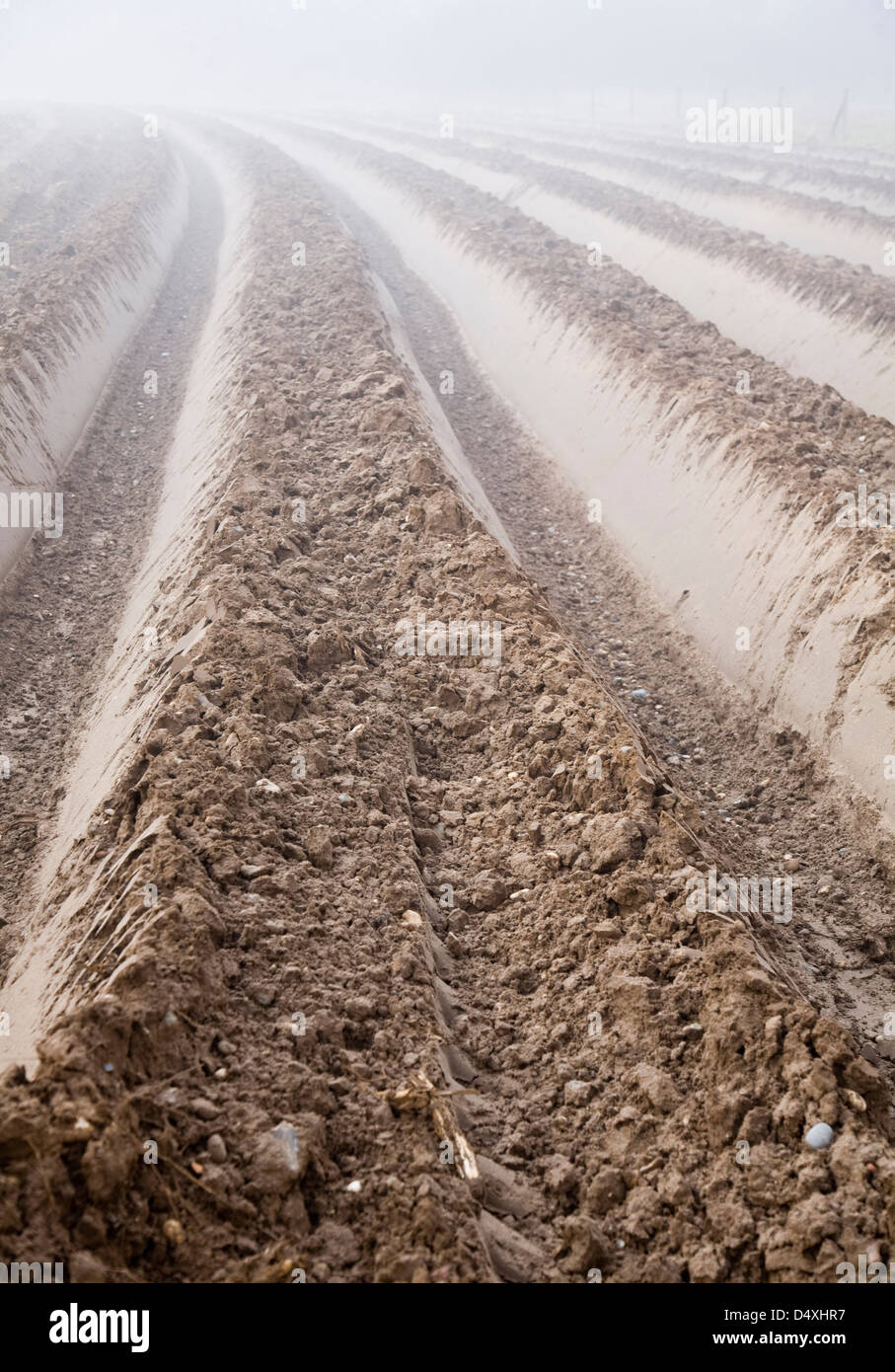 Deep furrows in soil of foggy field being prepared for potato crop, Shottisham, Suffolk, England Stock Photo