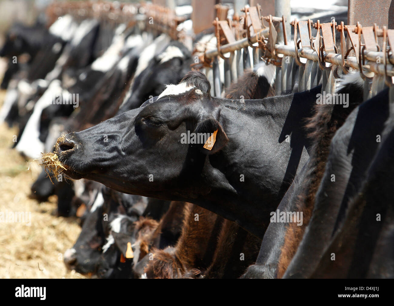 a cow grazes in a farm Stock Photo - Alamy